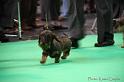 Crufts2011_2 988